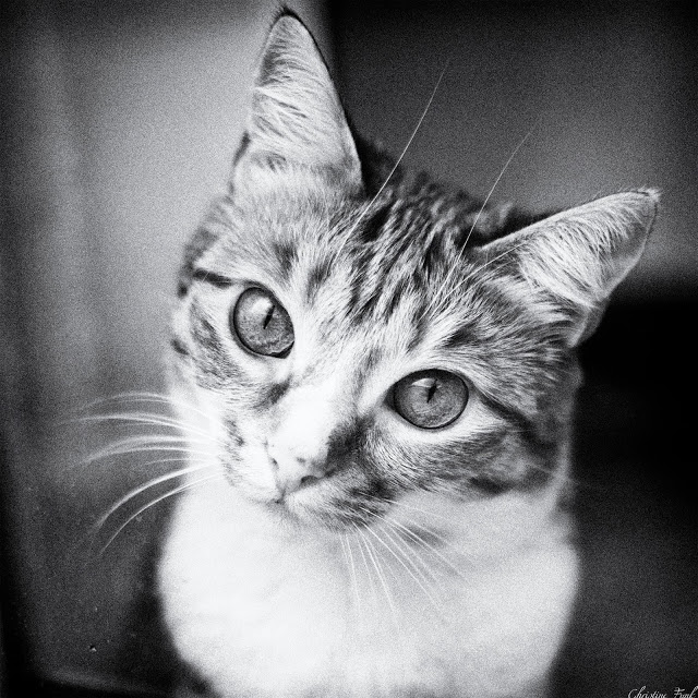 Hauskatzen-Tierschutz-Katzen-Fotografie