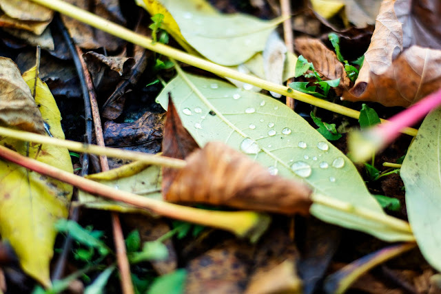 Herbstlaub Fotografie