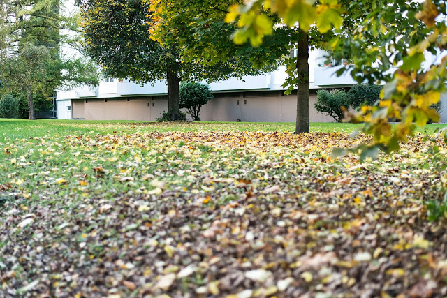 Herbstlaub Saarland Fotografie