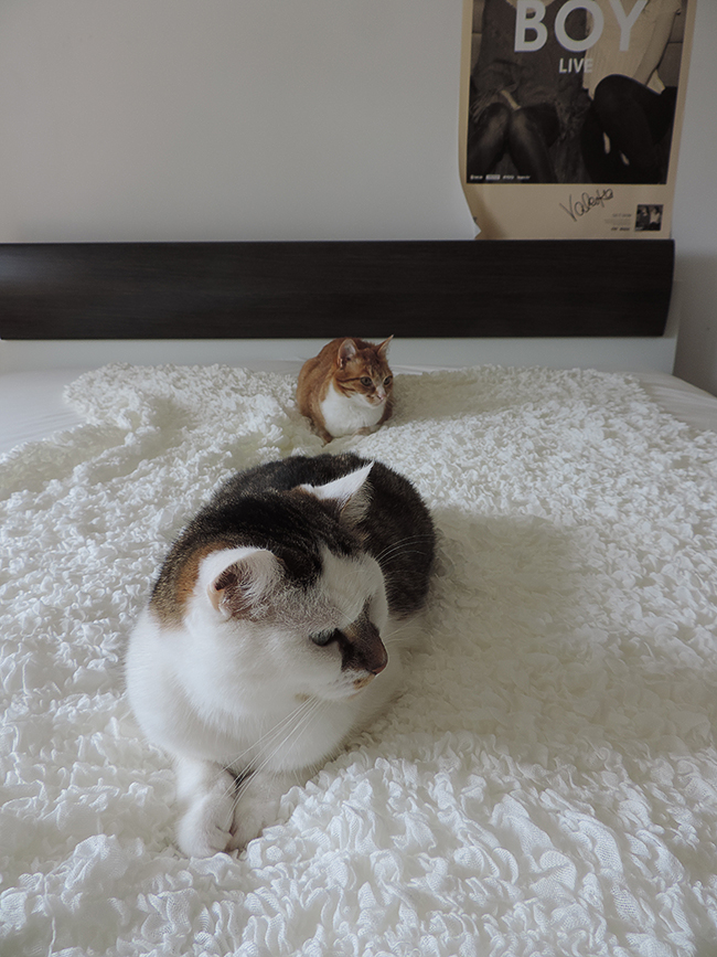 Blogger-Room-Tour-Interior-Einrichtung-kleine-Wohnung-Hauskatzen