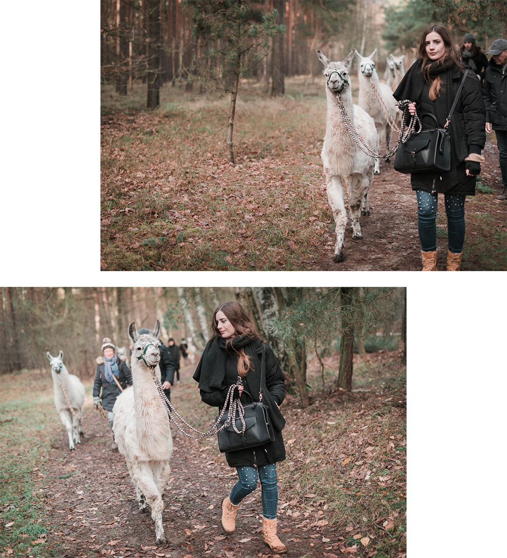 Wanderung mit Lamas und Alpakas-Lamahof-Brandenburg-Reiseblog-andysparkles.de