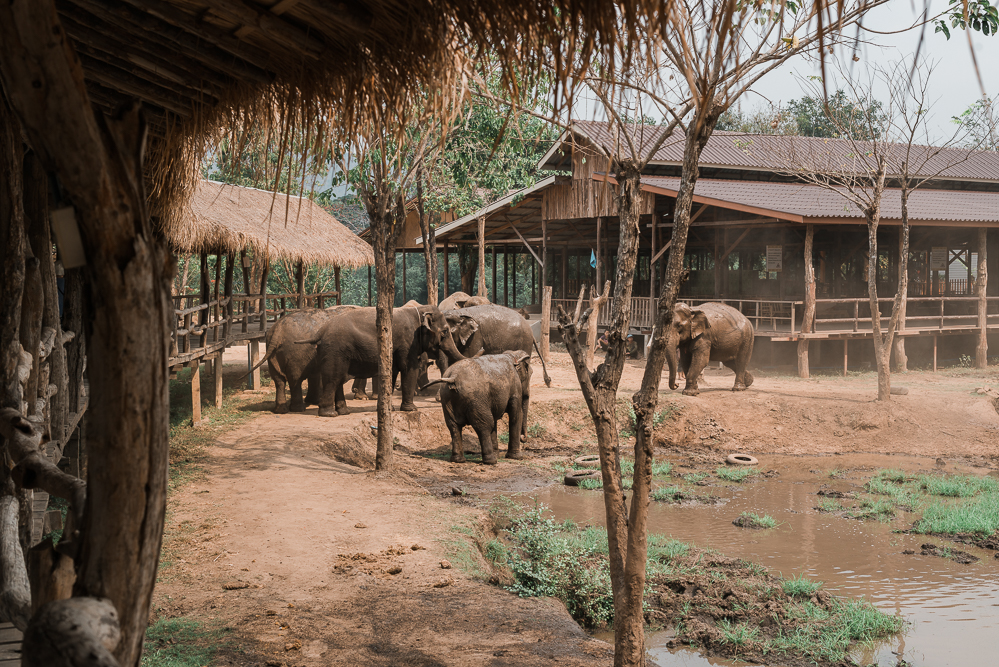 Elephant World in Kanchanaburi-Thailand Reisetipps-Reiseblog Asien-andysparkles.de