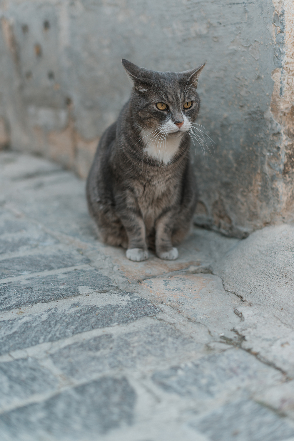 Katze-Malta