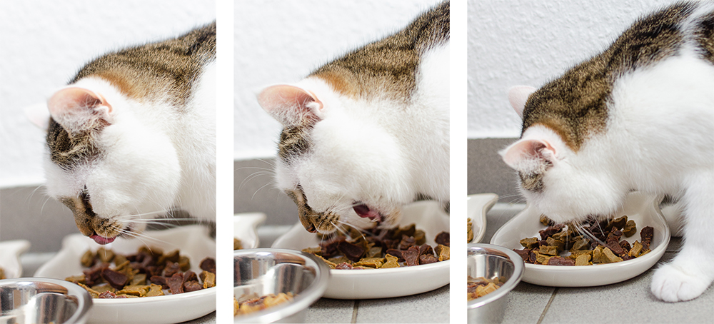Katzensnack-wir teste Katzensnack-Katzen-andysparkles