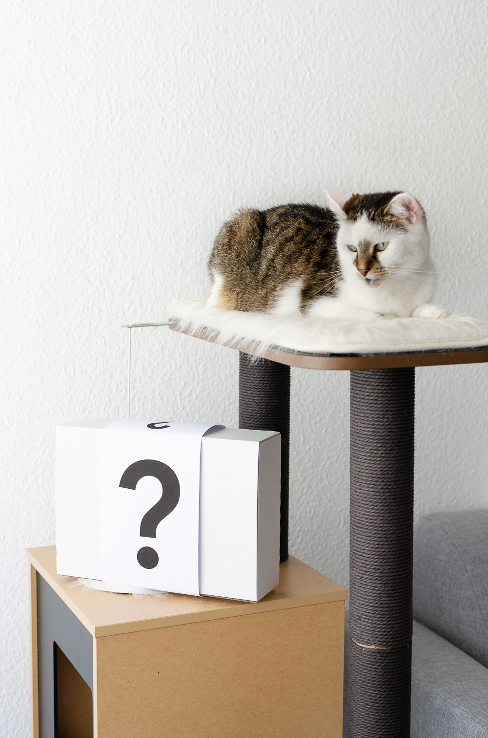 Katzensnack-wir teste Katzensnack-Katzen-andysparkles