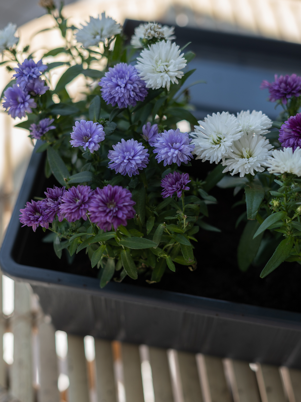 Tipps für den Balkon-Balkonblumen richtig einpflanzen-Balkon Interiorblog-andysparkles