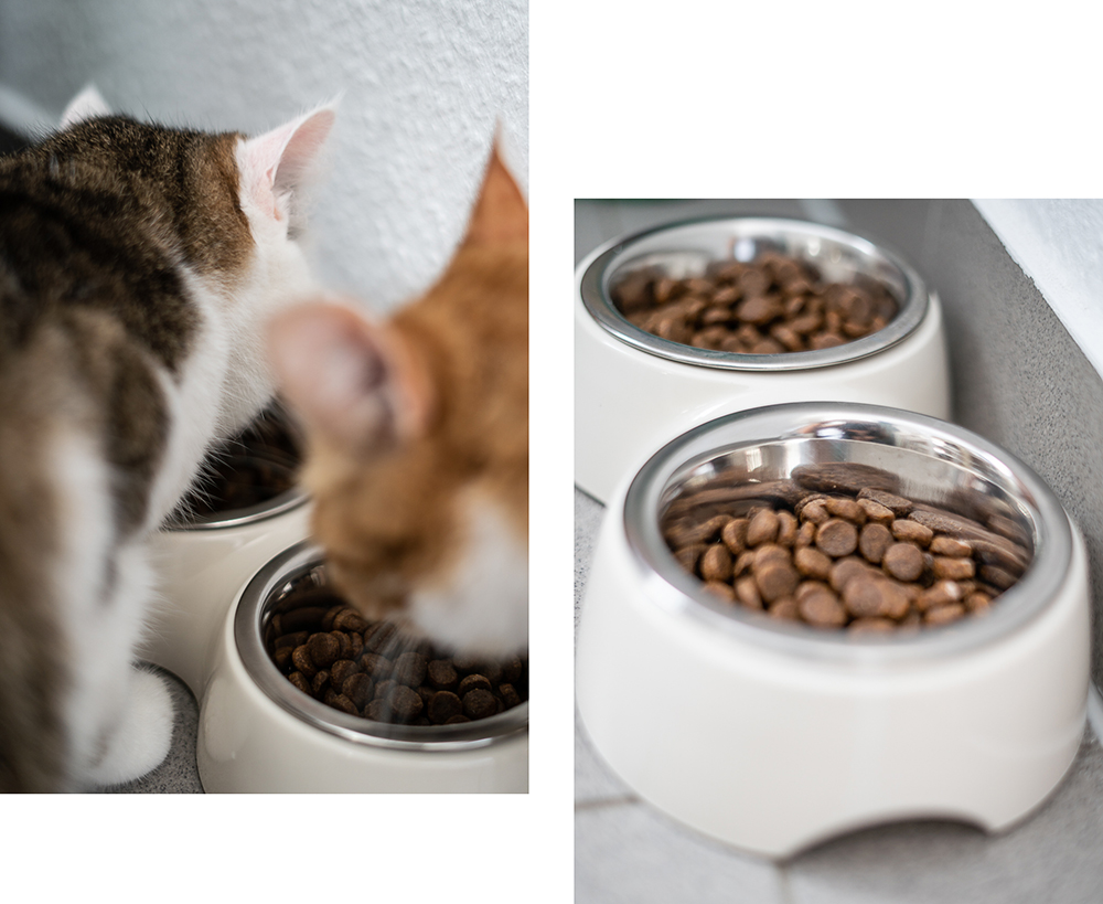 Wie füttere ich meine Katze-Katzenfutter-Nutro Clean-Wild Frontier-Blog-andysparkles