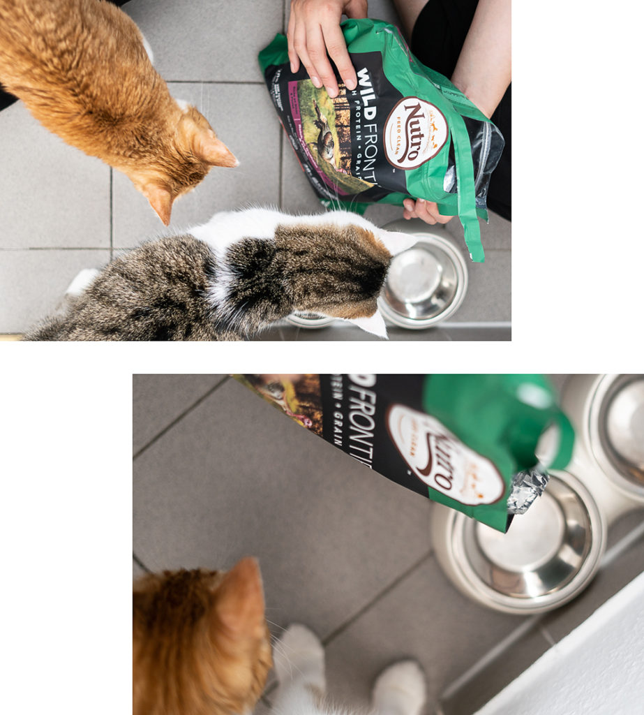Wie Erziehe Ich Meine Katze