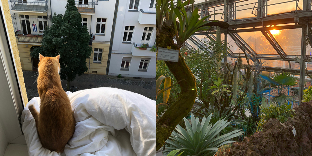 Monatsrückblick Juli 2018 andysparkles-Berlinblog-Botanische Nacht