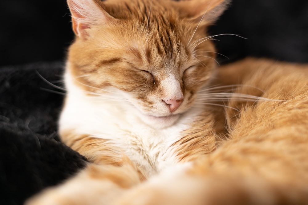 Umzug mit Katzen-mit Katzen in eine neue Wohnung-Lifestyleblog-Haustiere Umzug-andysparkles