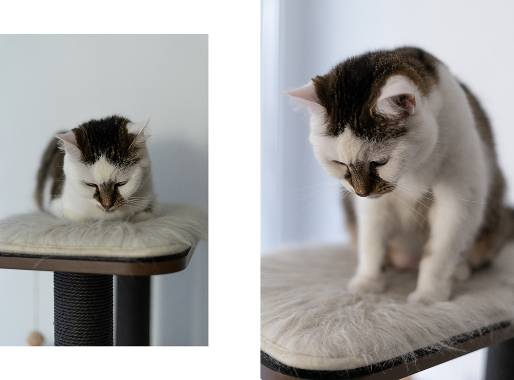 Umzug mit Katzen-mit Katzen in eine neue Wohnung-Lifestyleblog-Haustiere Umzug-andysparkles