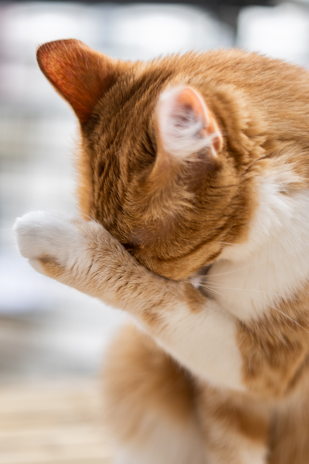 Tipps für Katzen Fotografie-Katzenfutter von Wildes Land-Katzenblog-andysparkles