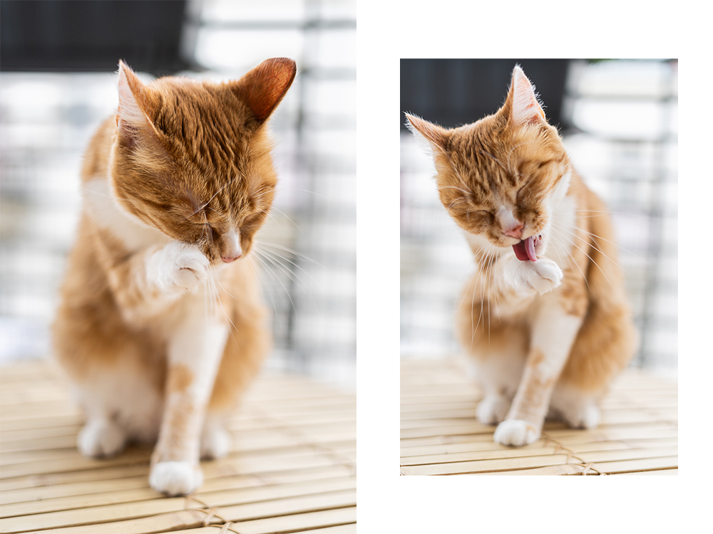 Tipps für Katzen Fotografie-Katzenfutter von Wildes Land-Katzenblog-andysparkles