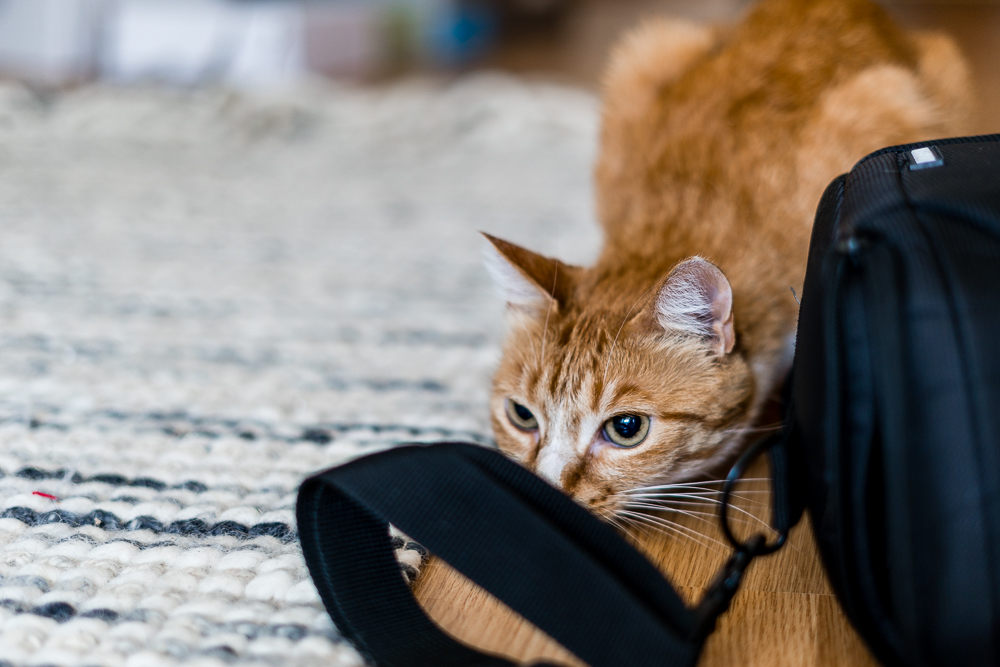 Zusammenleben mit Katzen-Wohnungskatzen-Katzenblog-Lifestyleblog-andysparkles