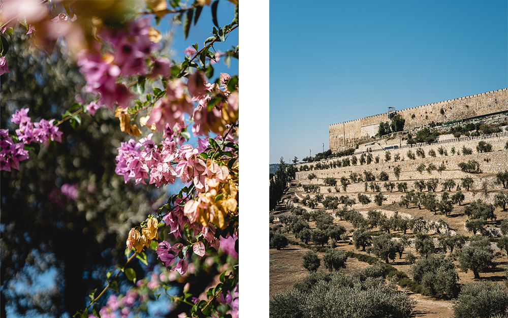 Tagesausflug nach Jerusalem-Jerusalem Altstadt-Garten Gethsemane-Ölberg-Urlaub in Israel-Reiseblog-andysparkles