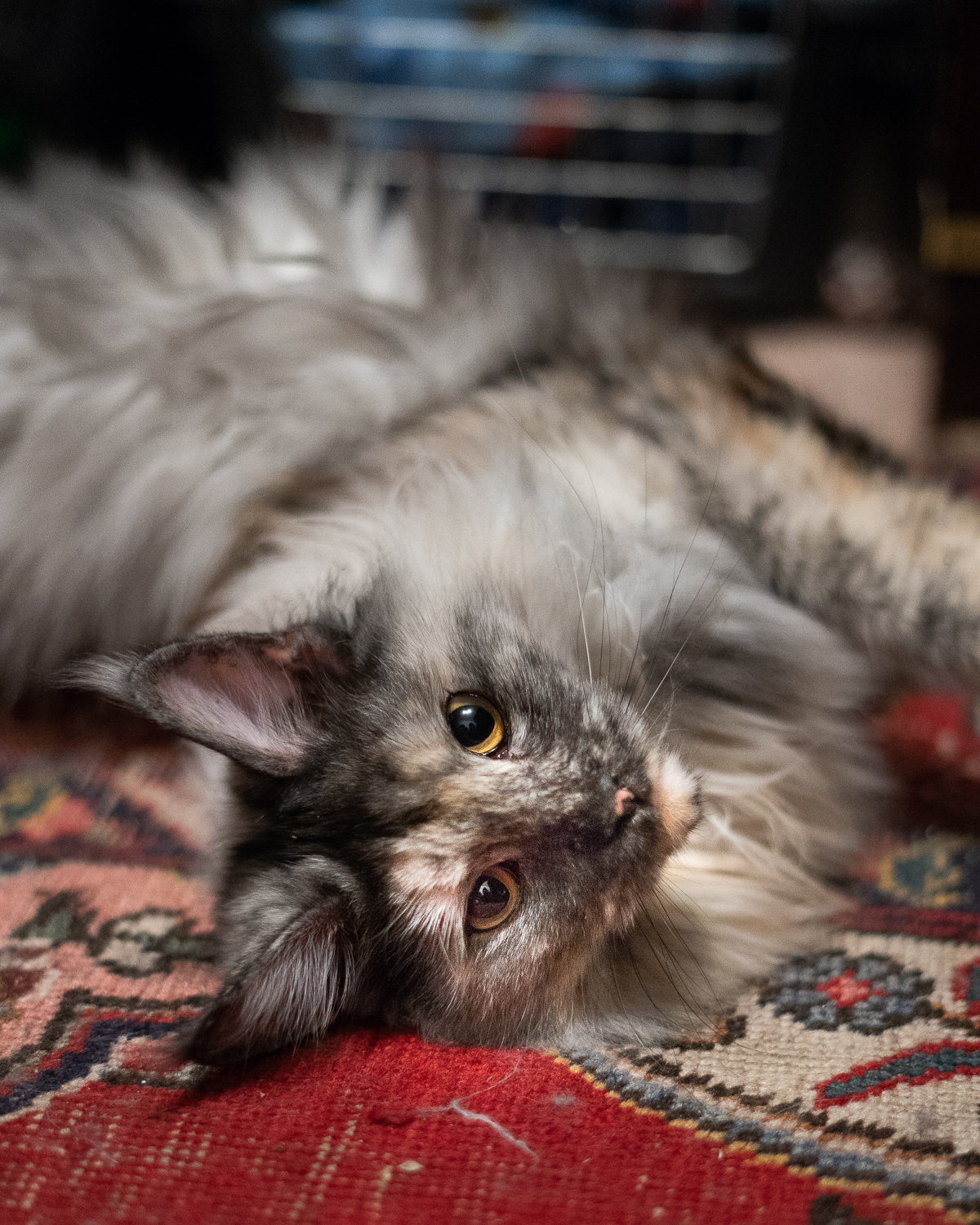 Fotografietipps für Haustiere-Katzen Fotografie-wie fotografiere ich meine Katze-Lifestyleblog andysparkles
