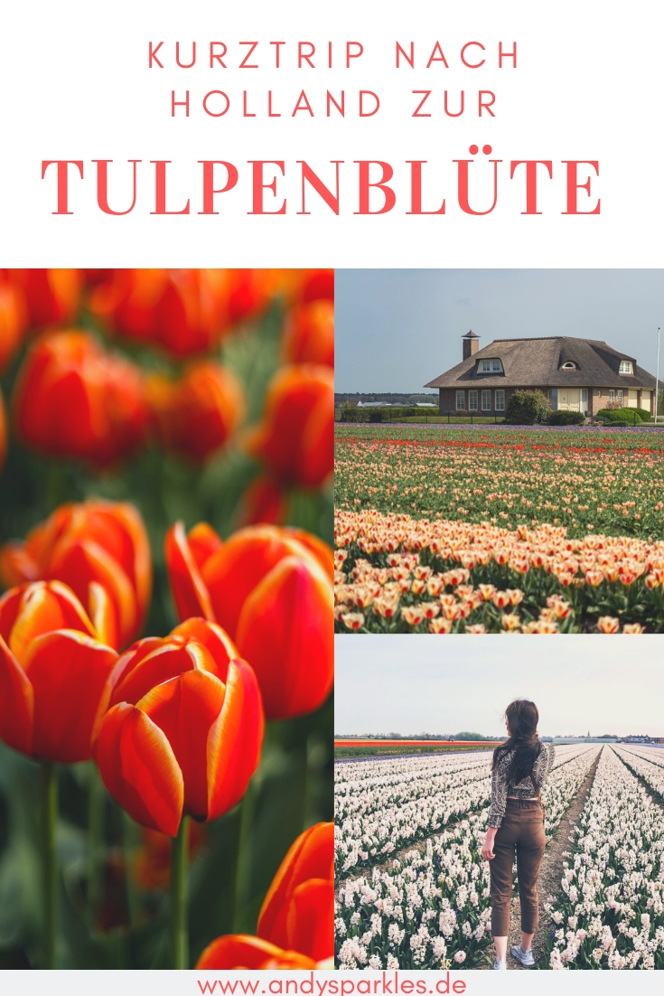 Kurztrip nach Holland zur Tulpenblüte