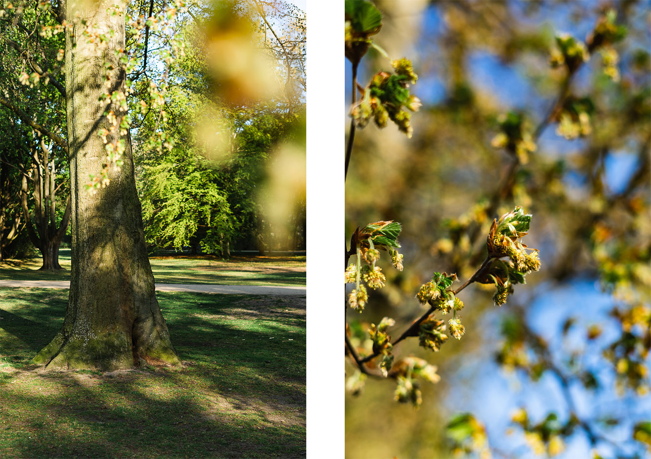 Naturbild Park Frühling