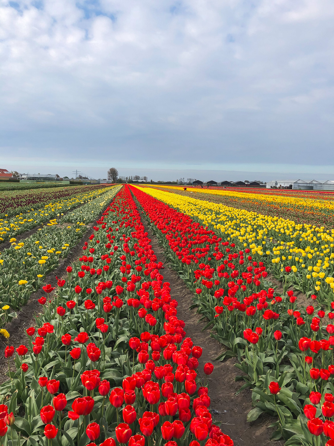 Tulpenblüte nach Holland