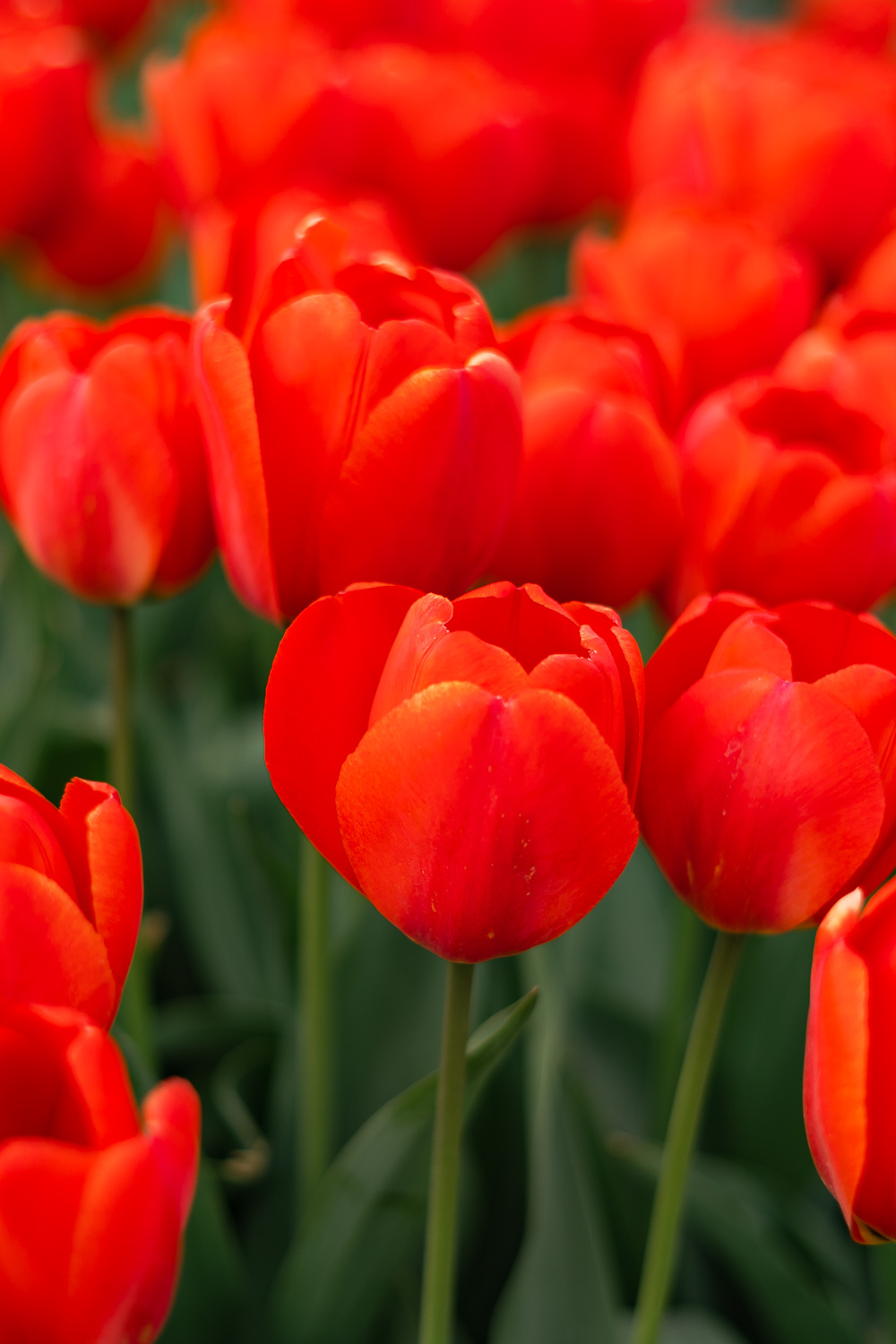 Rote Tulpen Nahaufnahme