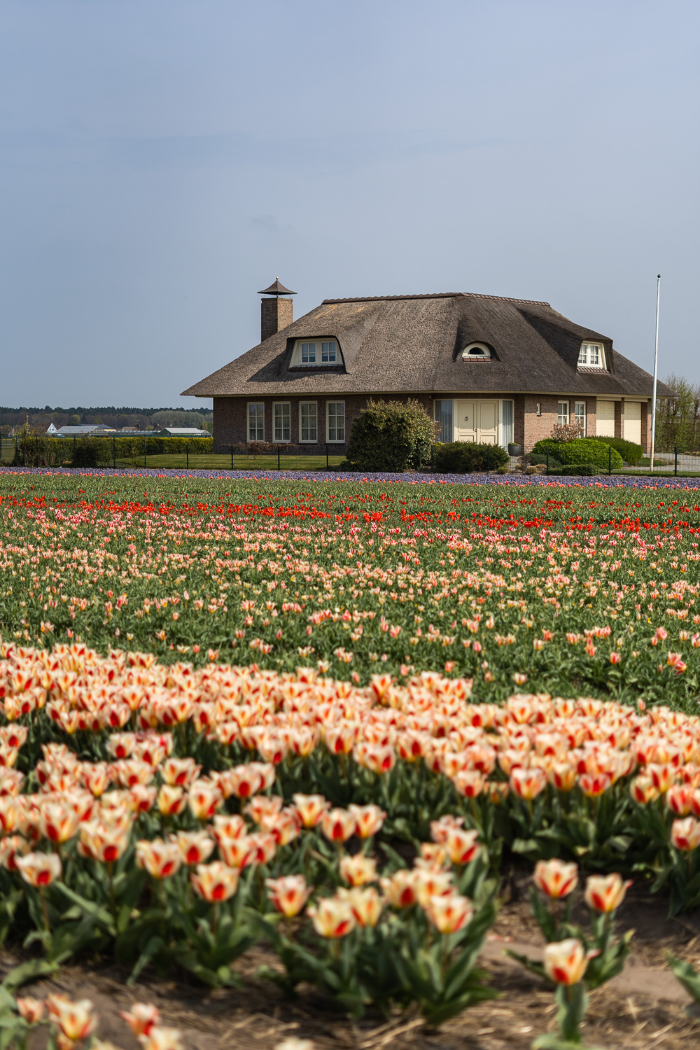 Tulpenblüte nach Holland