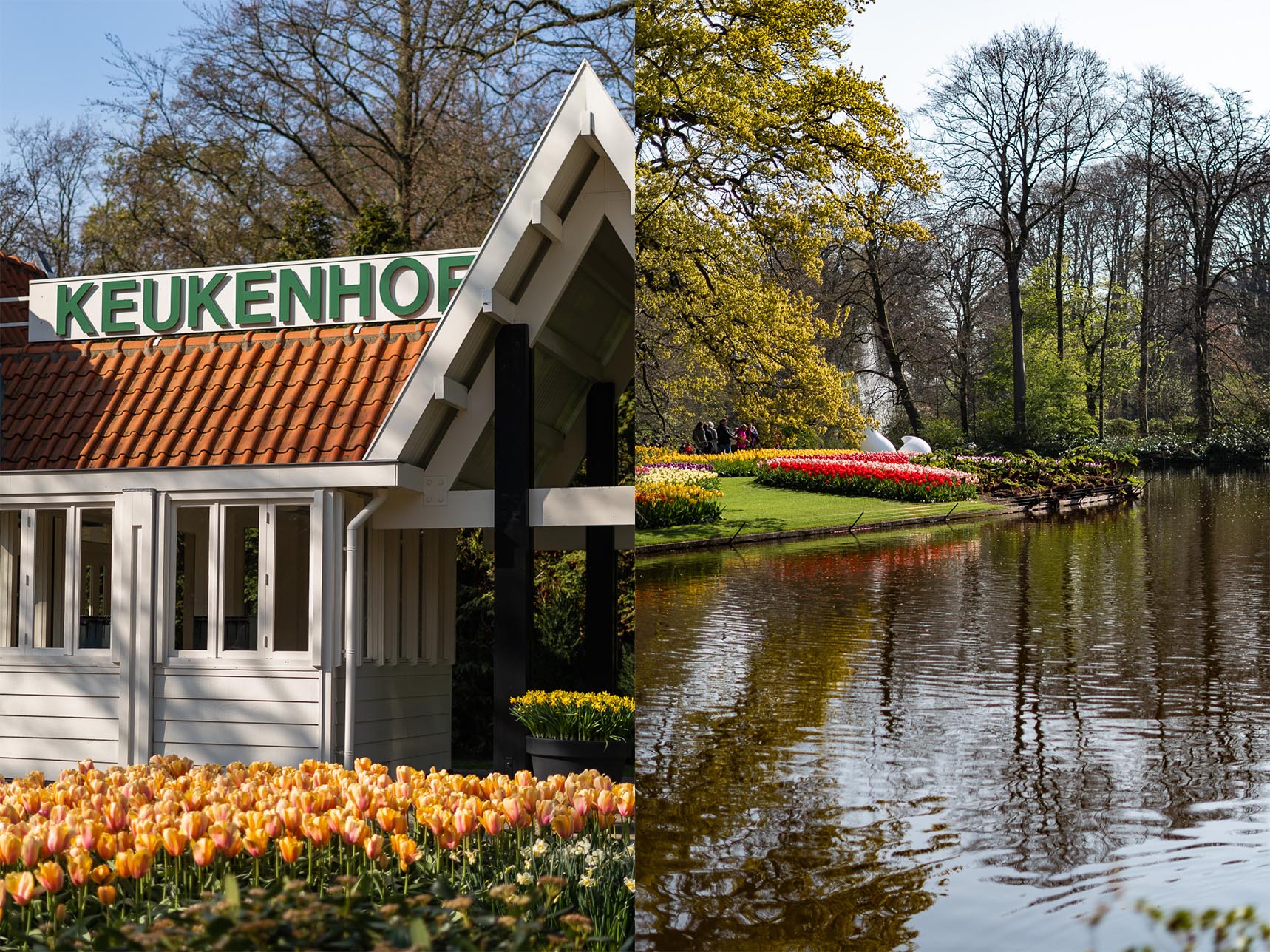 Keukenhof Tulpenblüte