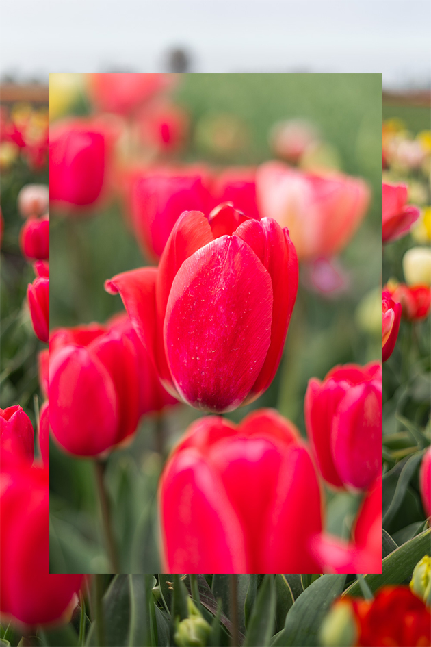 Keukenhof Tulpenblüte