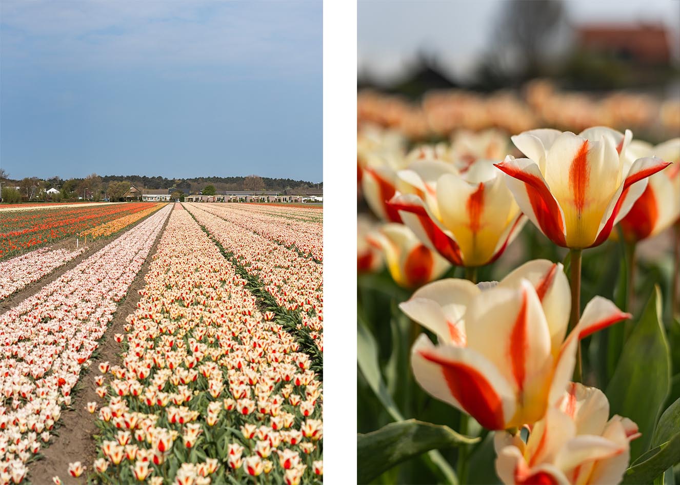 Tulpenblüte nach Holland