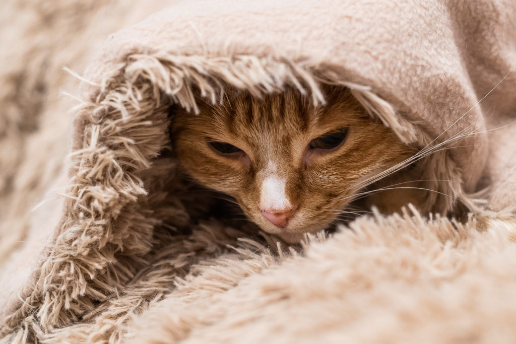 Meine Katze leidet - was kann ich tun? - andysparkles.de