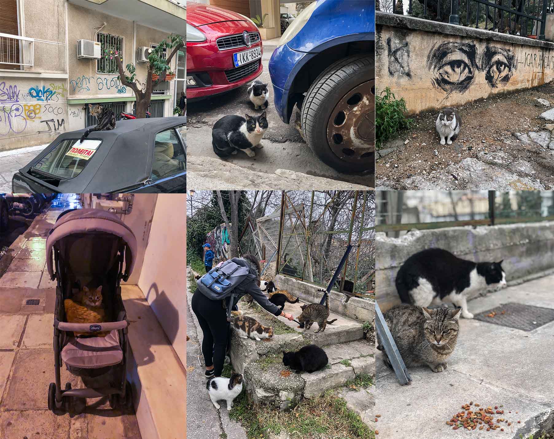 Straßenkatzen in Athen