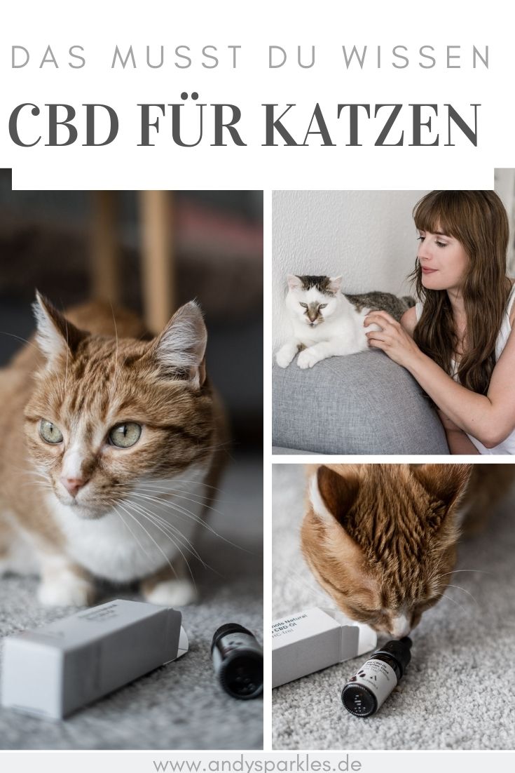 Wie wirkt CBD für Katzen