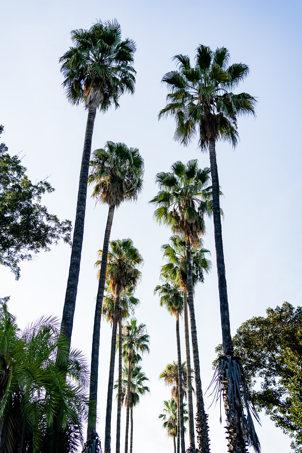 Palermo Palmen