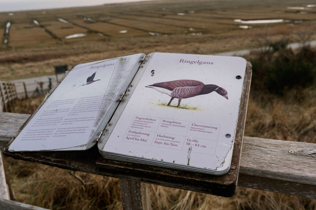 Information board on the Otto Leege path on Juist in the salt marshes
