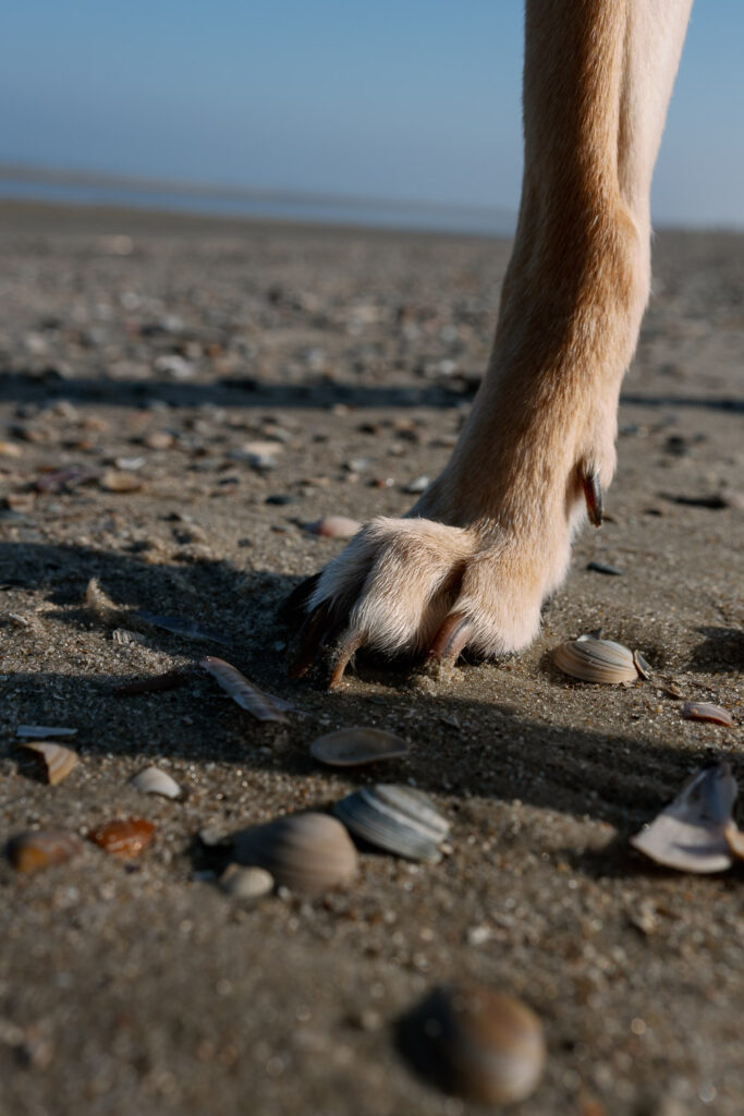 Dog paw in the sand on the beach on Juist