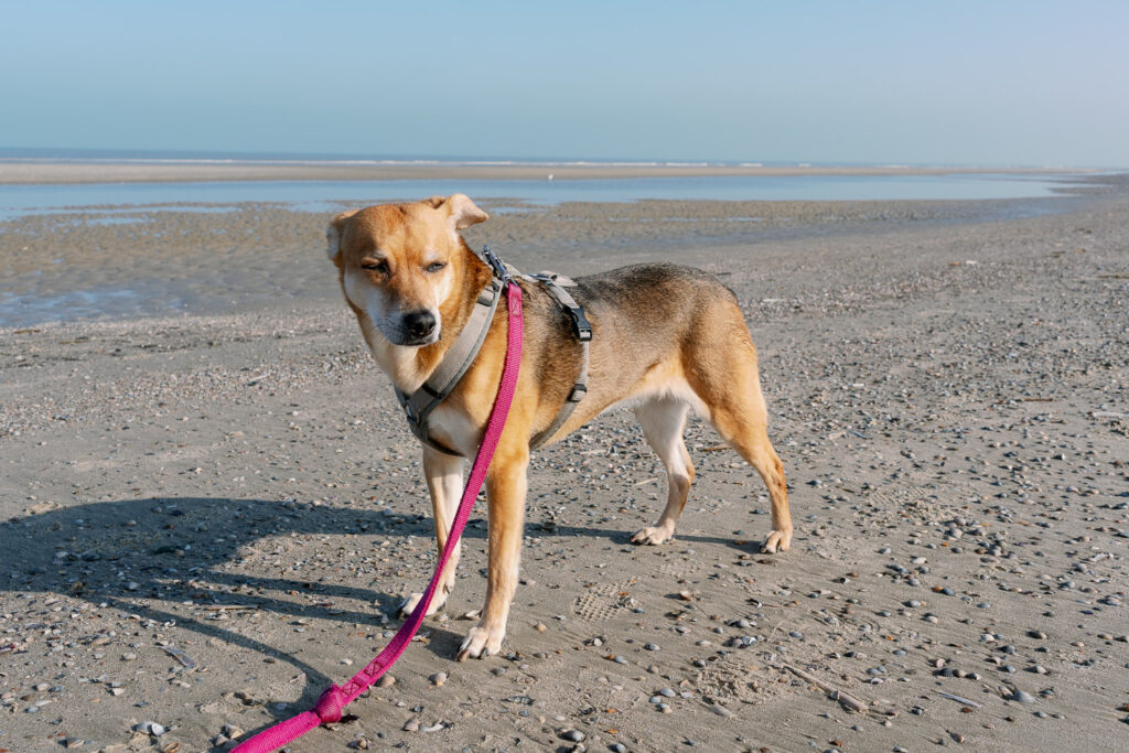 Vacation on Juist with dog, female on the beach at low tide