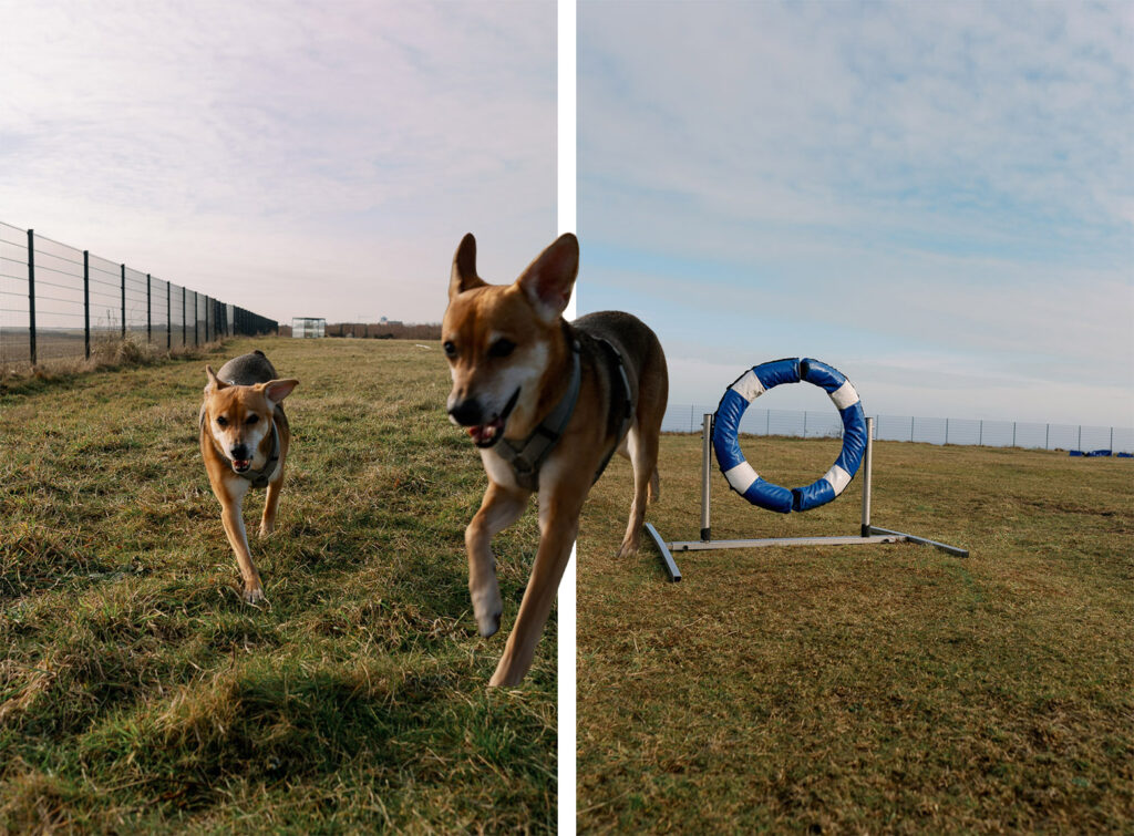 Vacation on Juist with dog, dog on the dog run by the sea