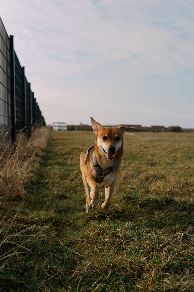 Female dog runs across the meadow at the dog run on Juist