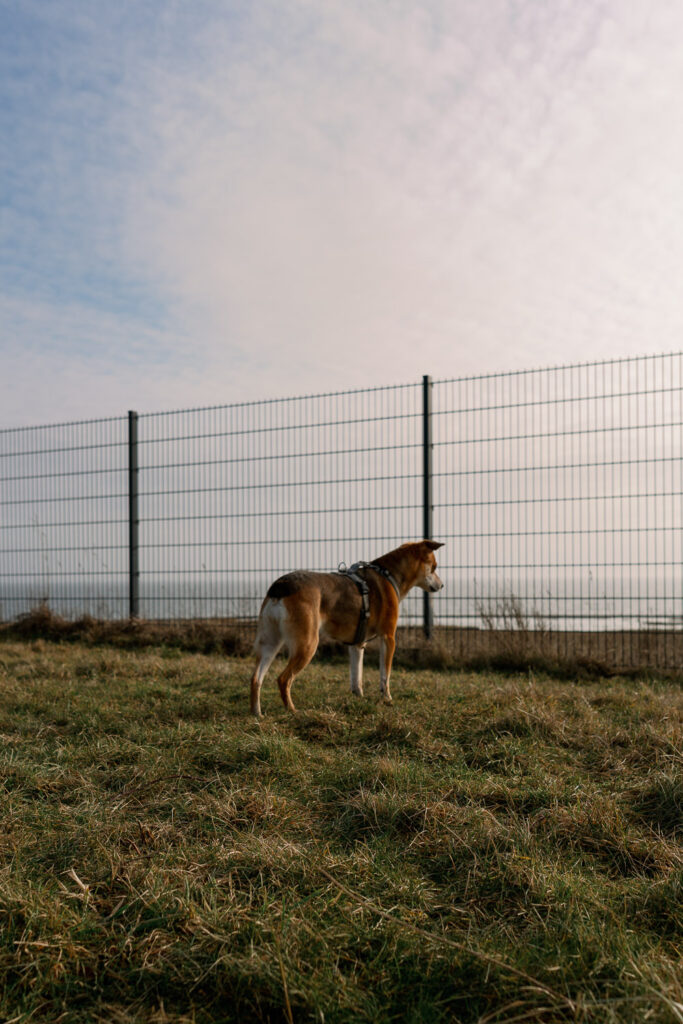 Dog looks through the fence towards the sea at Juist