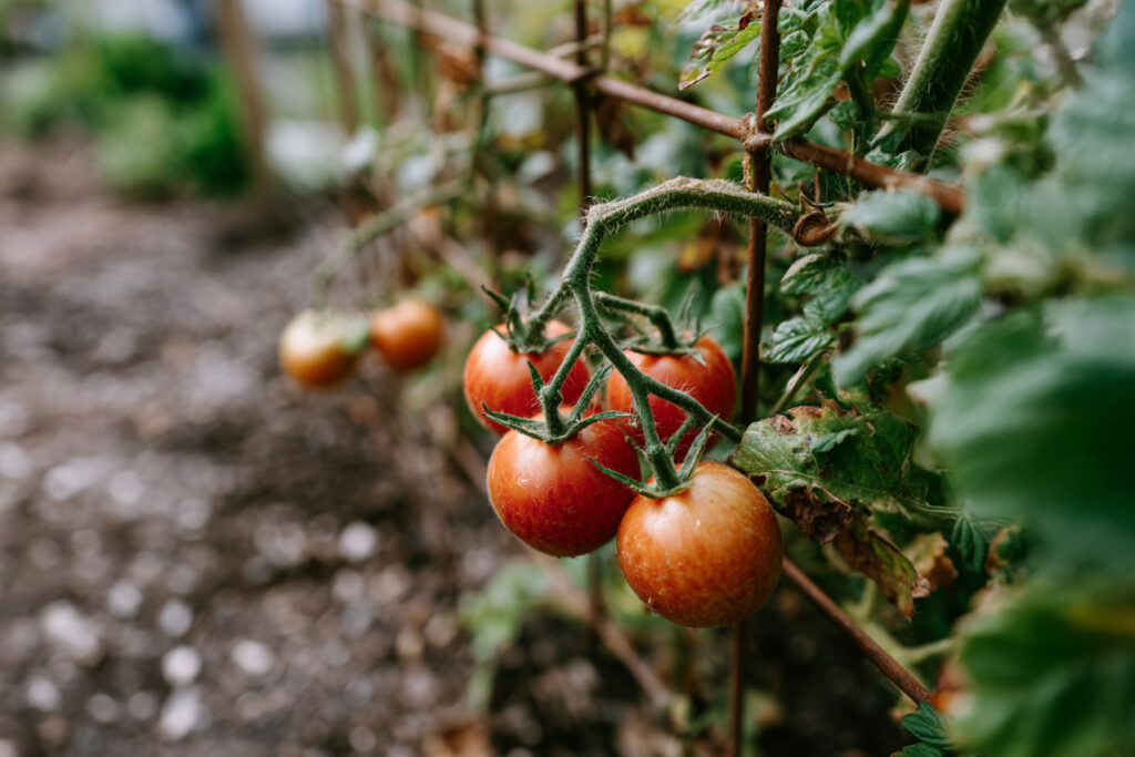 Kleingarten in Berlin mit Tomatenpflanzen im Beet – Andrea von andysparkles