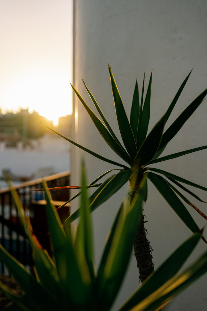 Palme auf der Dachterrasse bei Sonnenuntergang in Las Palmas