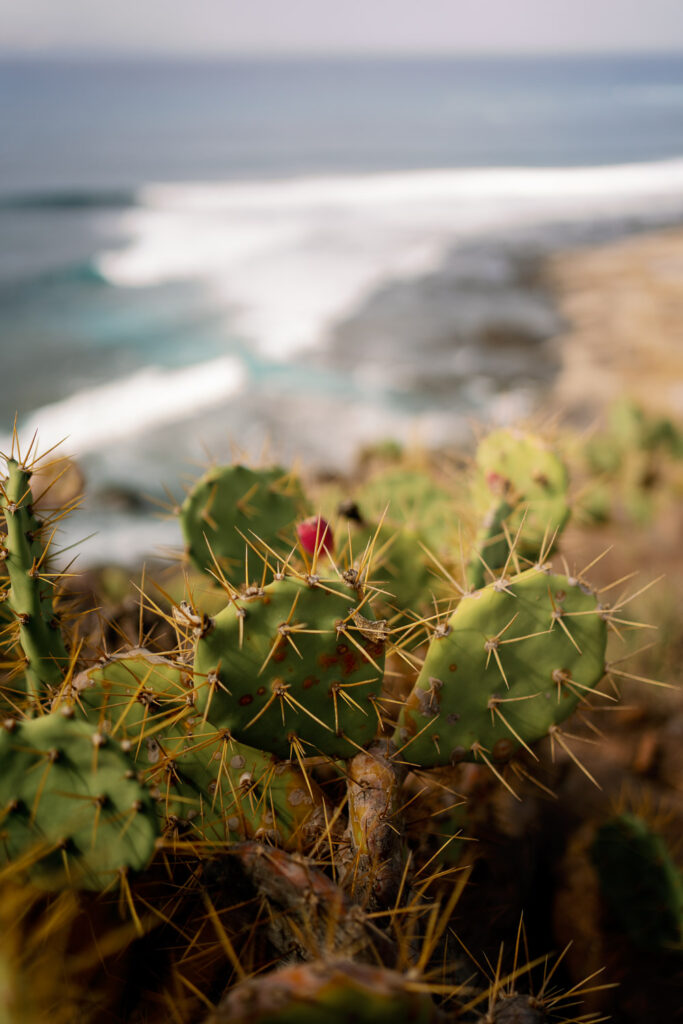 Feigenkaktus mit Blick aufs Meer auf Gran Canaria